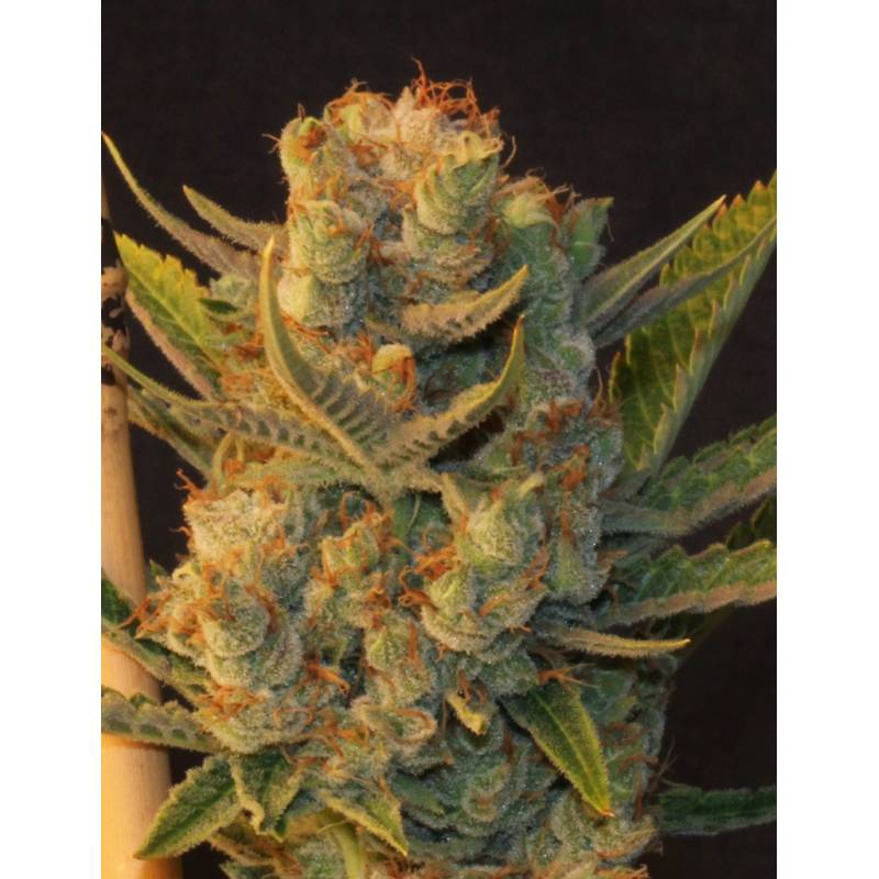 Mk-Ultra Bubble Feminizada de T.H. Seeds