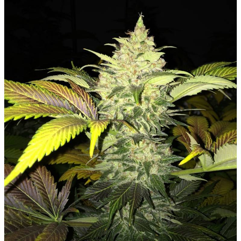 Roof 95 Feminizada de T.H. Seeds