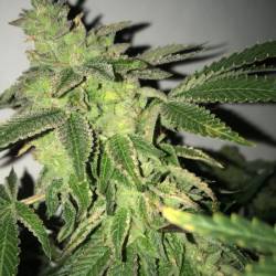 Shiloh Z Feminizada de T.H. Seeds