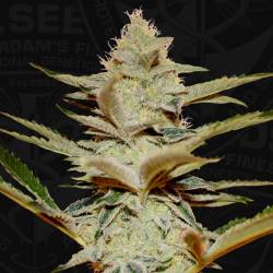 Stracciatella Feminizada de T.H. Seeds