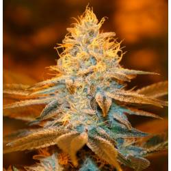 Strawberry Glue Feminizada de T.H. Seeds