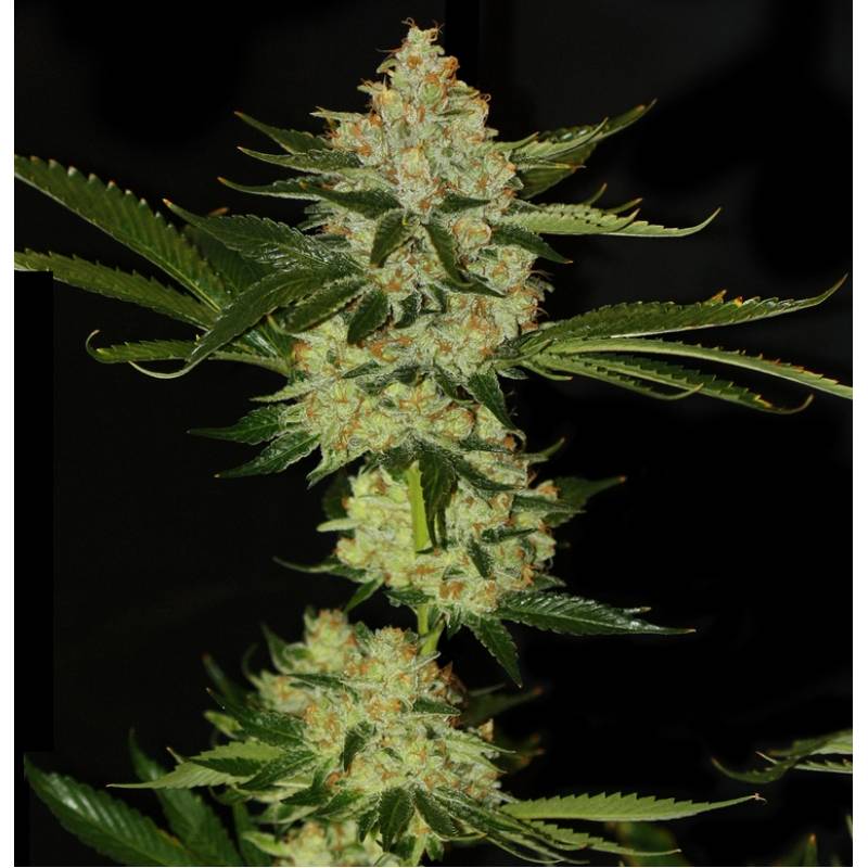 Underdawg Kush Feminizada de T.H. Seeds