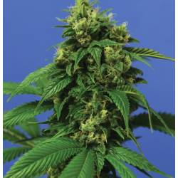 Wreckage Regular de T.H. Seeds