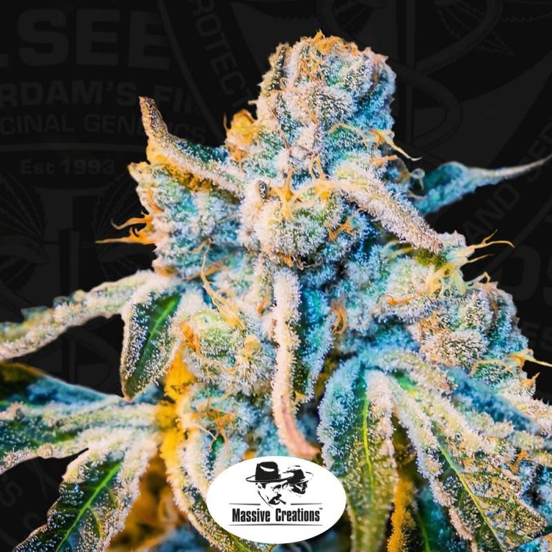 Zorro Regular de T.H. Seeds