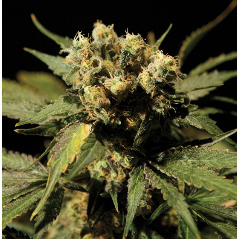 White Widow Extreme Feminizada de The Bulldog Seeds