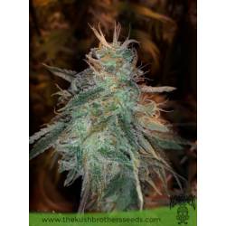 Banana Sherbet de The Kush Brothers Seeds