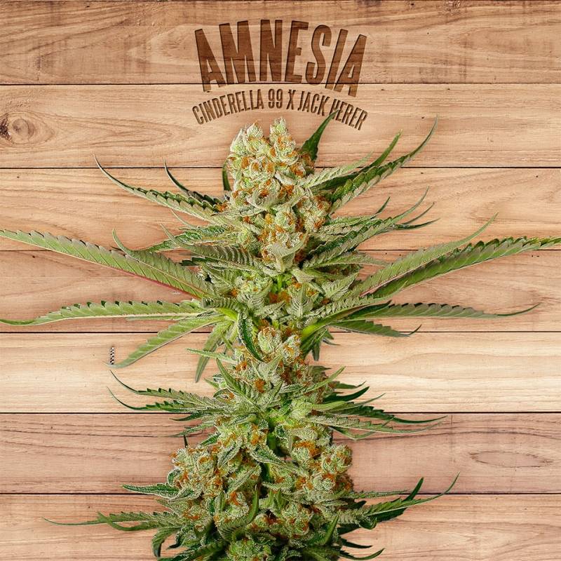 Amnesia de The Plant Organic Seeds