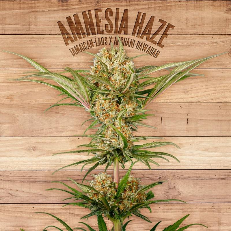 Amnesia Haze de The Plant Organic Seeds