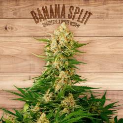 Banana Split de The Plant Organic Seeds