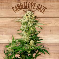 Cannalope Haze