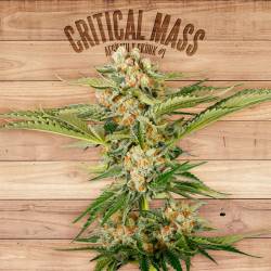 Critical Mass de The Plant Organic Seeds