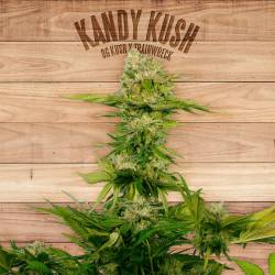 Kandy Kush