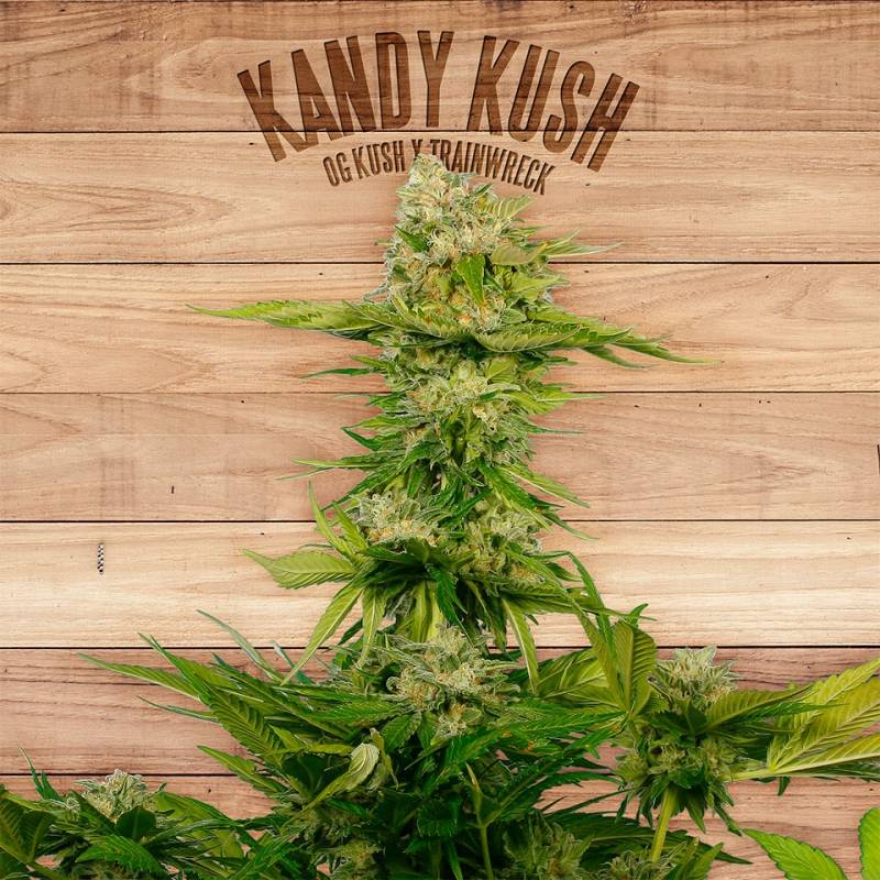 Kandy Kush de The Plant Organic Seeds