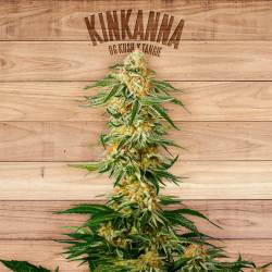 Kinkanna de The Plant Organic Seeds