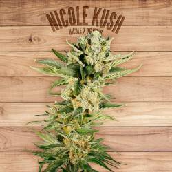 Nicole Kush de The Plant Organic Seeds