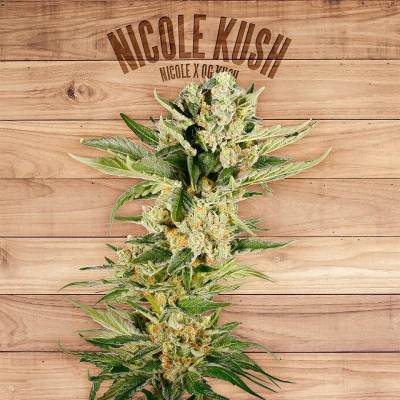 Nicole Kush de The Plant Organic Seeds