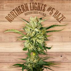 Northern Lights 5 Haze de The Plant Organic Seeds
