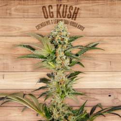 Og Kush de The Plant Organic Seeds