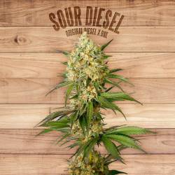 Sour Diesel