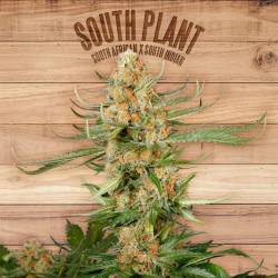 South Plant