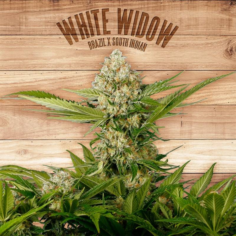 White Widow de The Plant Organic Seeds