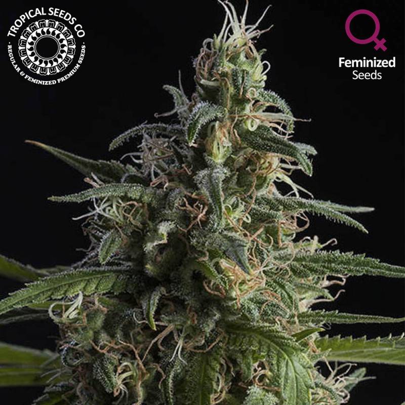 Durand's Herald Kush Feminizada de Tropical Seeds