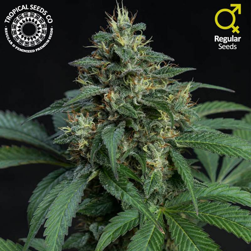 Greenade Regular de Tropical Seeds