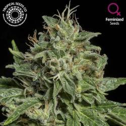 Purple Nurple Feminizada de Tropical Seeds