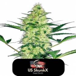 Diesel Critical de US Skunkx SeedS