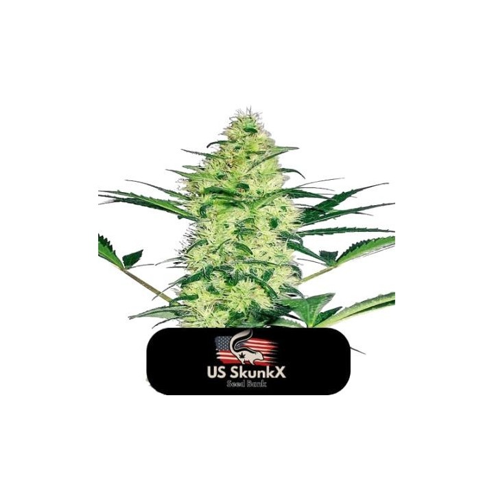 Diesel Critical de US Skunkx SeedS