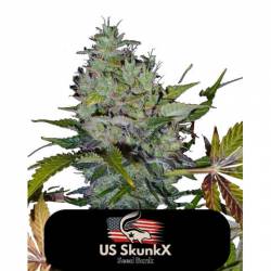 Fast Bud Auto de US Skunkx SeedS