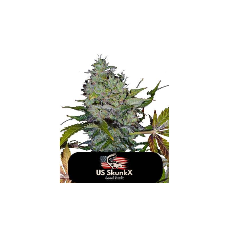 Fast Bud Auto de US Skunkx SeedS