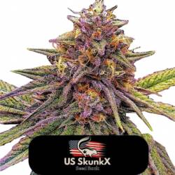 Gelato de US Skunkx SeedS
