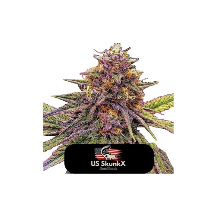 Gelato de US Skunkx SeedS