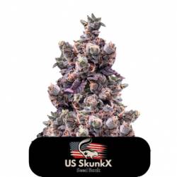 Gelato Cake de US Skunkx SeedS