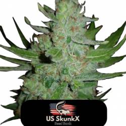 Gorilla de US Skunkx SeedS