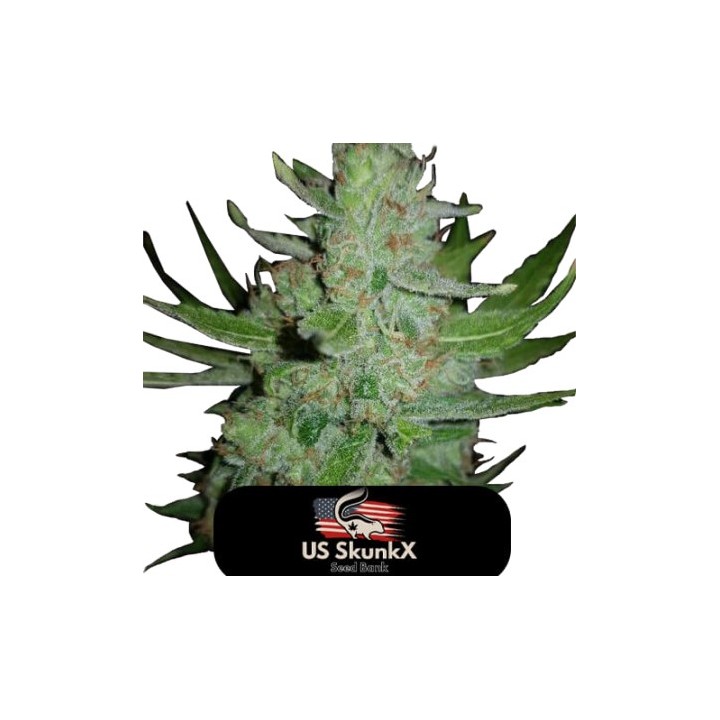 Gorilla de US Skunkx SeedS
