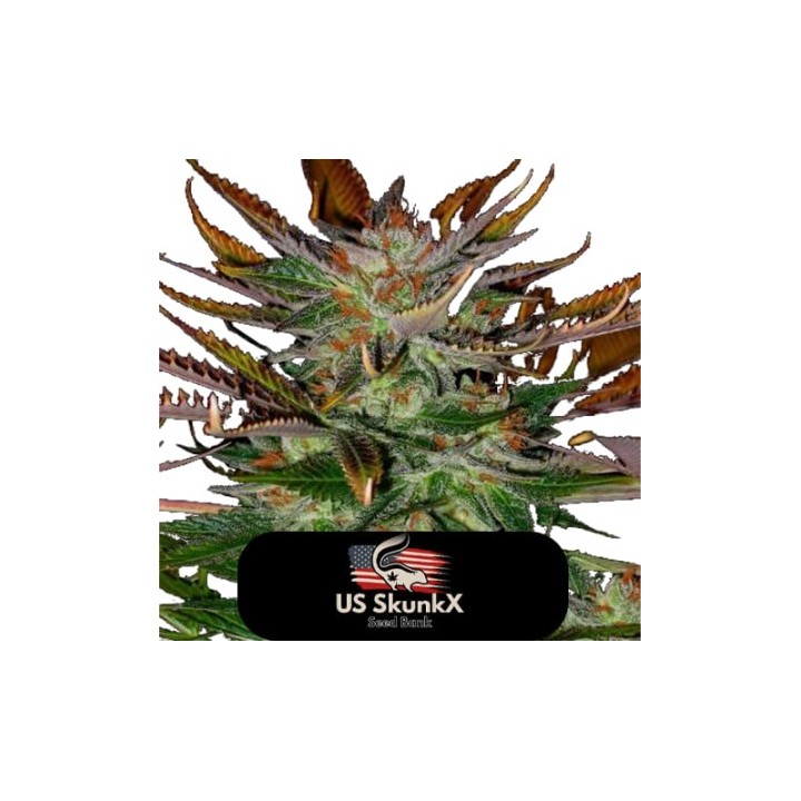 Heavy Blue Cheese de US Skunkx SeedS