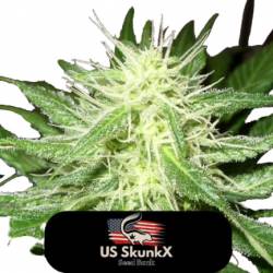 Ice Kush de US Skunkx SeedS