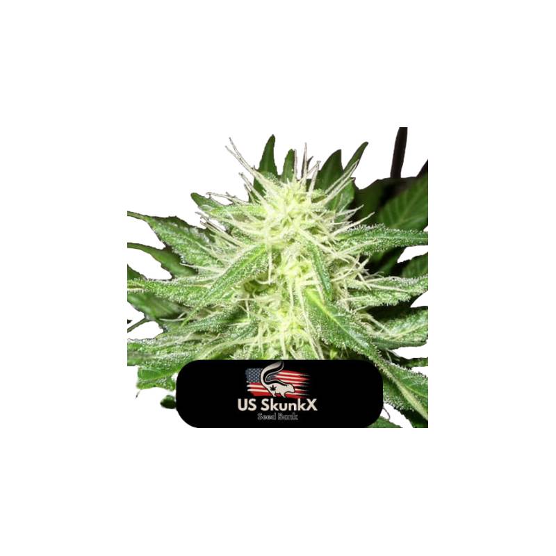 Ice Kush de US Skunkx SeedS