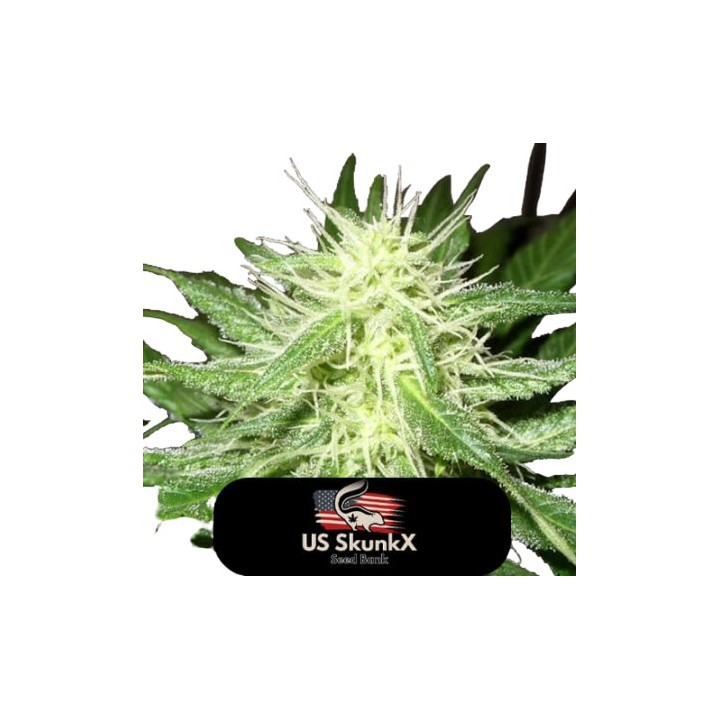 Ice Kush de US Skunkx SeedS