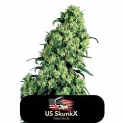 La Skunk Xxx de US Skunkx SeedS