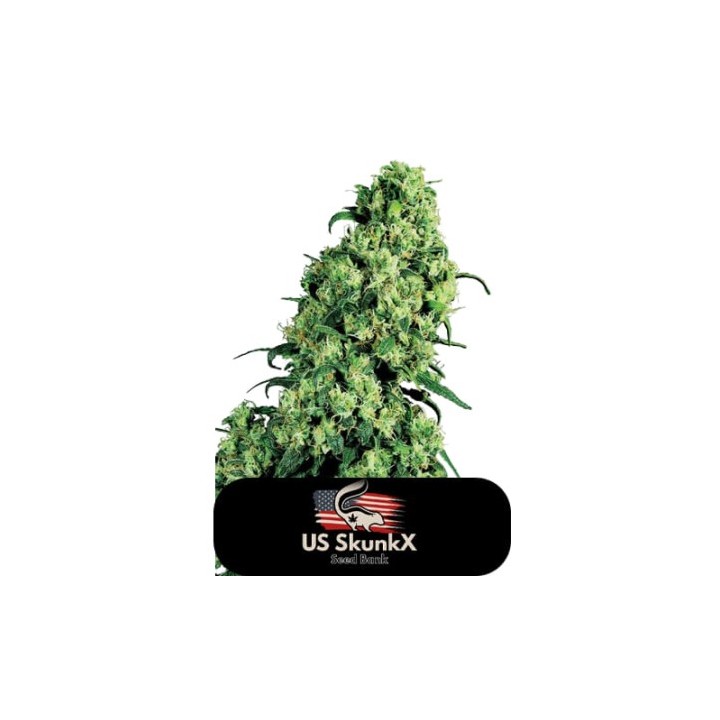 La Skunk Xxx de US Skunkx SeedS