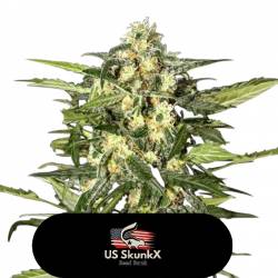 Og Rock de US Skunkx SeedS