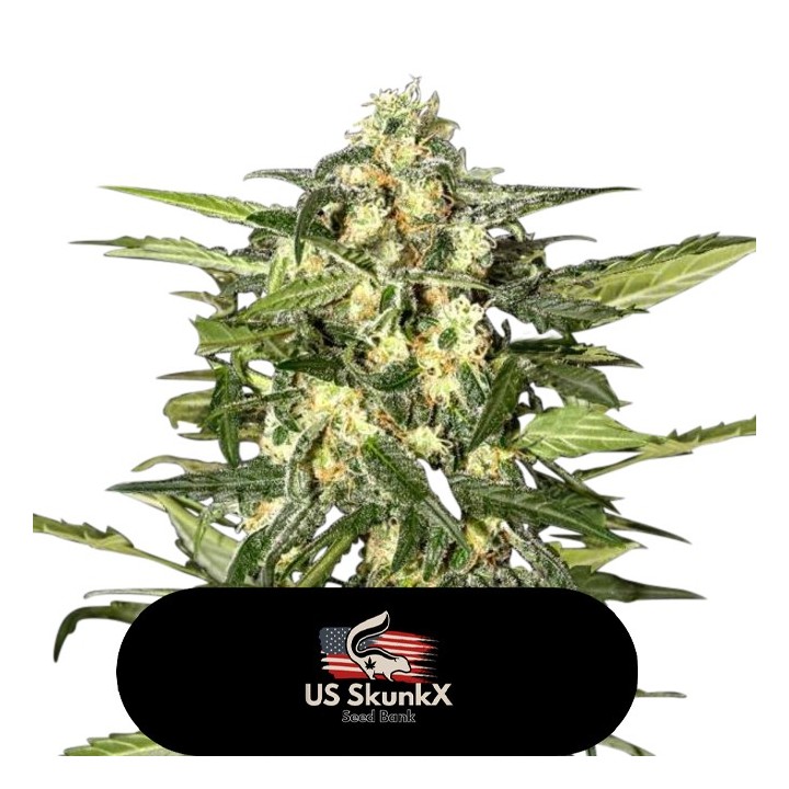 Og Rock de US Skunkx SeedS
