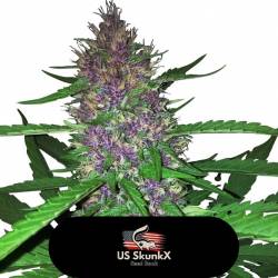 Red Candy Kush de US Skunkx SeedS