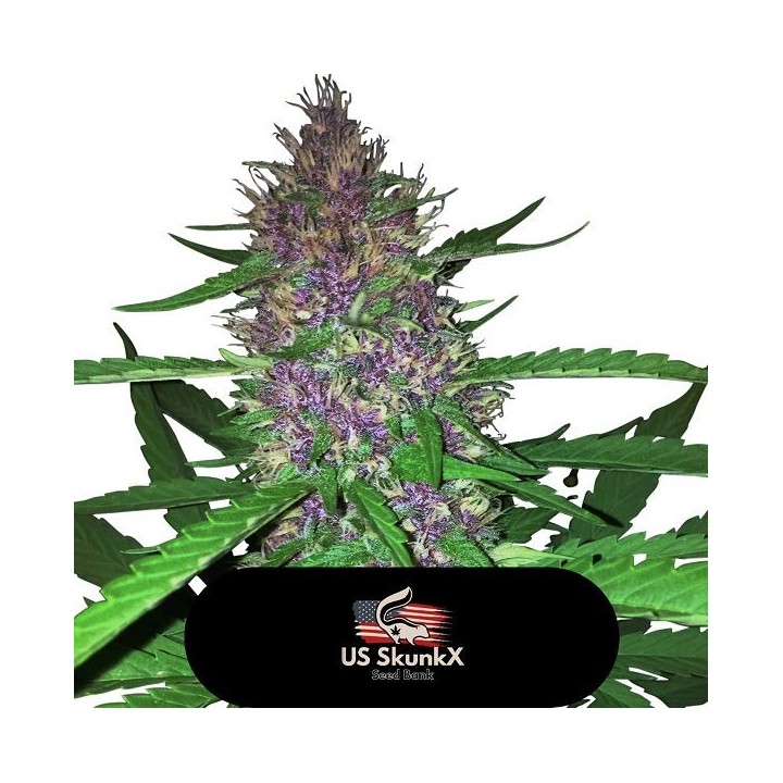 Red Candy Kush de US Skunkx SeedS