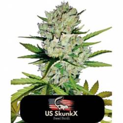 Skunk de US Skunkx SeedS