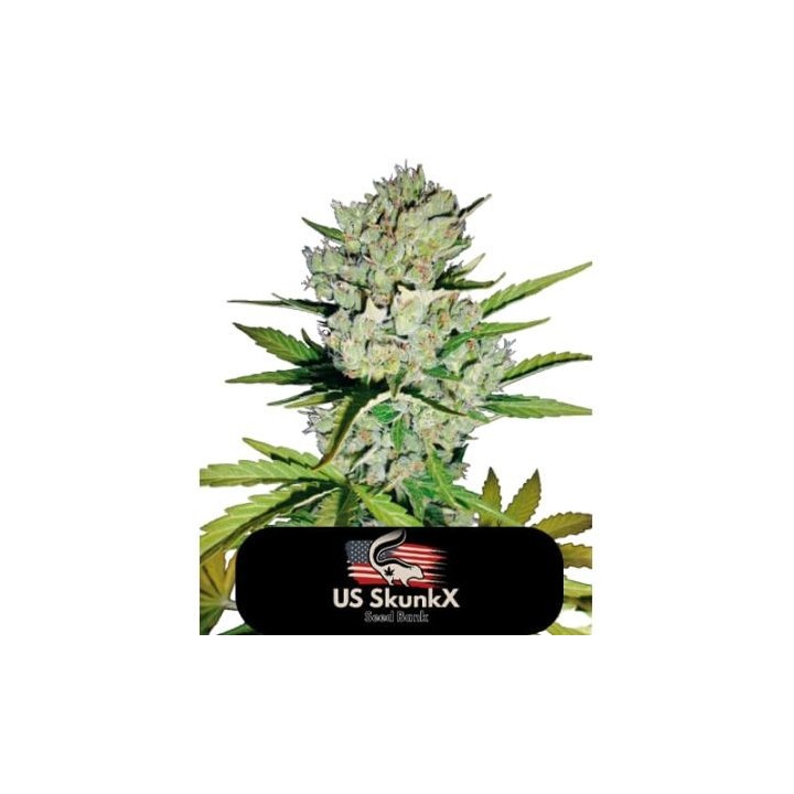 Skunk de US Skunkx SeedS