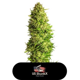 Super X Kush de US Skunkx SeedS